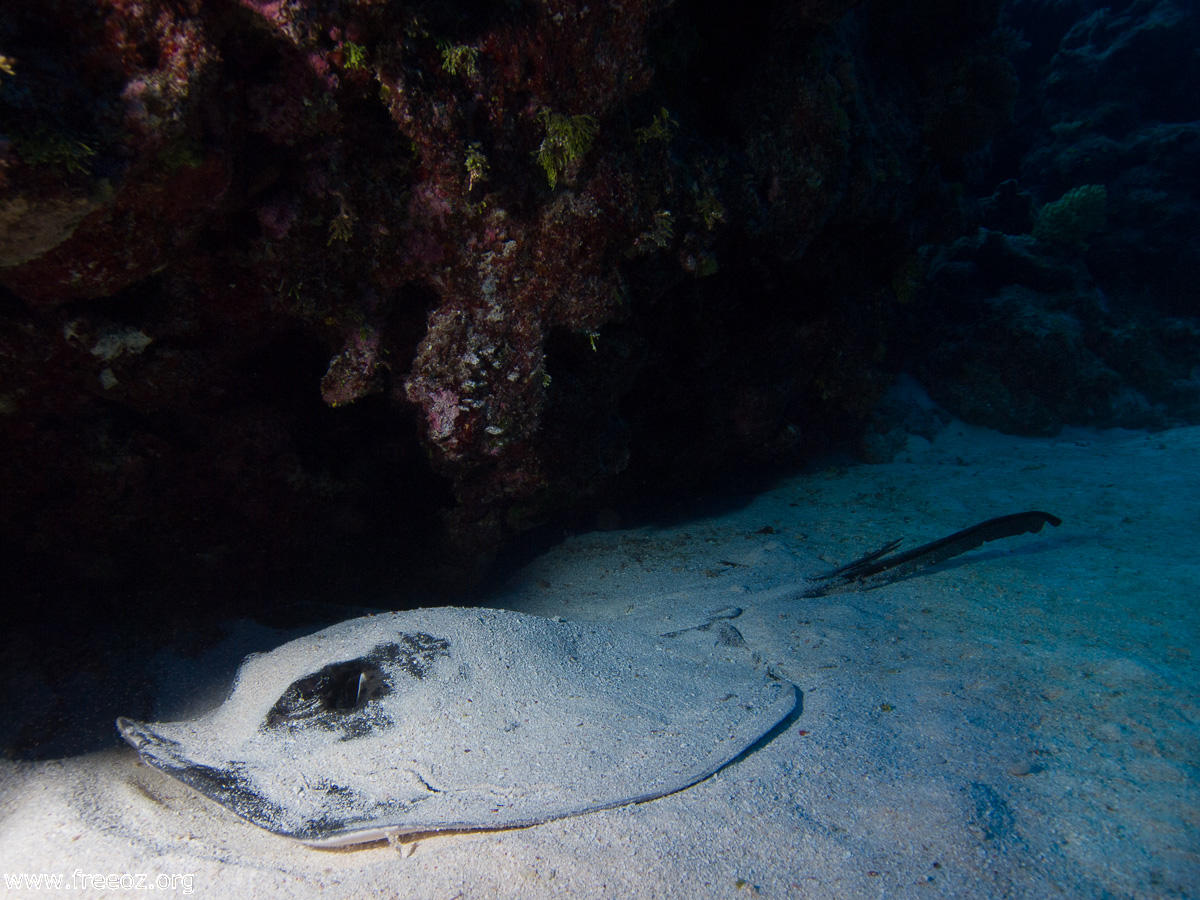 sting ray