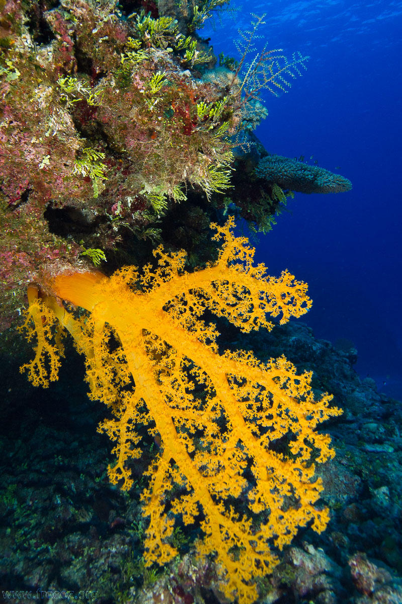 soft coral