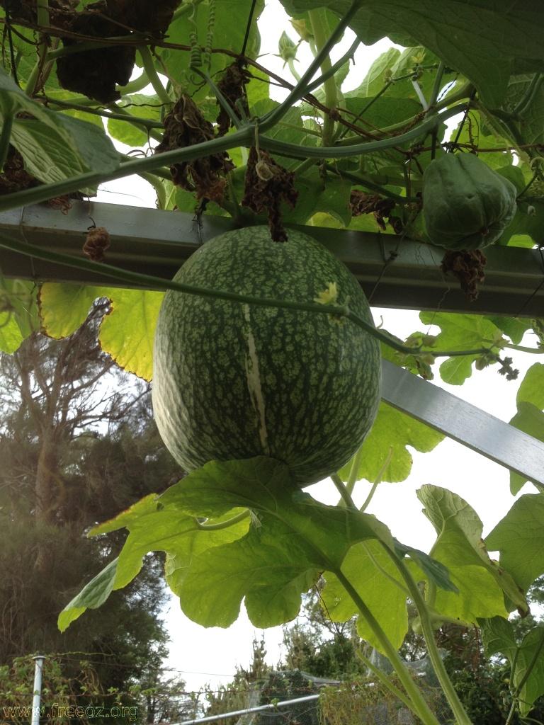 终于有鱼翅瓜了 安家乐居 Freeoz论坛 Powered By Discuz