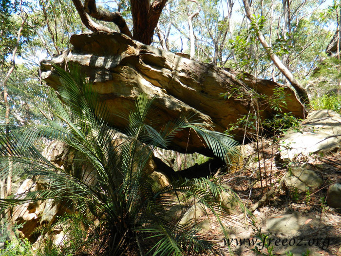 bouddi park03.jpg