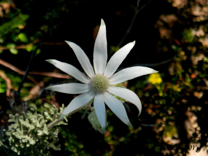 bouddi park07.jpg