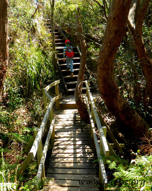 bouddi park15.jpg