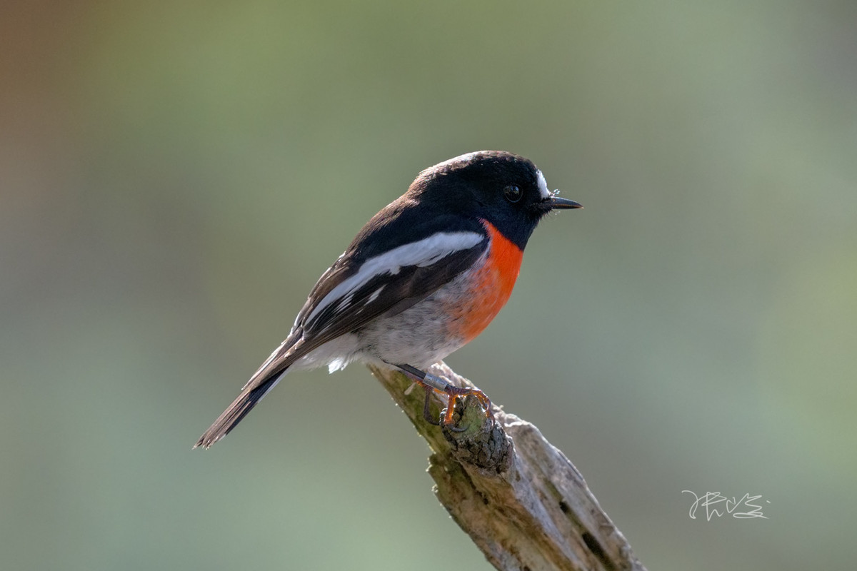 Scarlet Robin