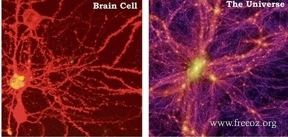 braincelluniverse.jpg