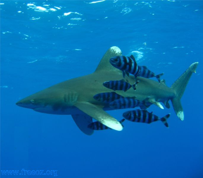 Oceanic_Whitetip_Shark.jpg