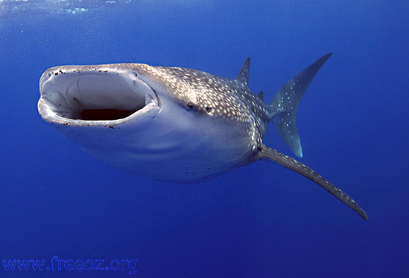 whale_shark_research.jpg