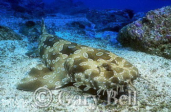 24M2678-03-spotted-wobbegong-shark.jpg