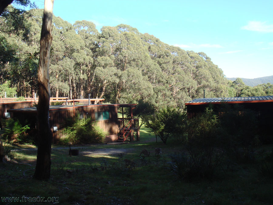 Kangaroos @ Jenolan caves cottage h.JPG