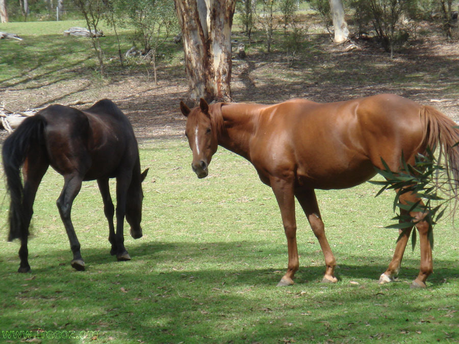 beauty horses h.JPG