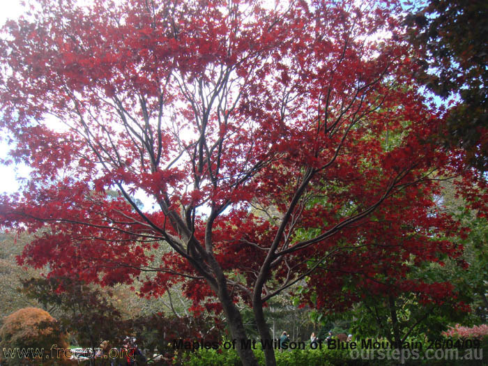 Maples of Mt Wilson of Blue Mtn 26_04_09a.jpg