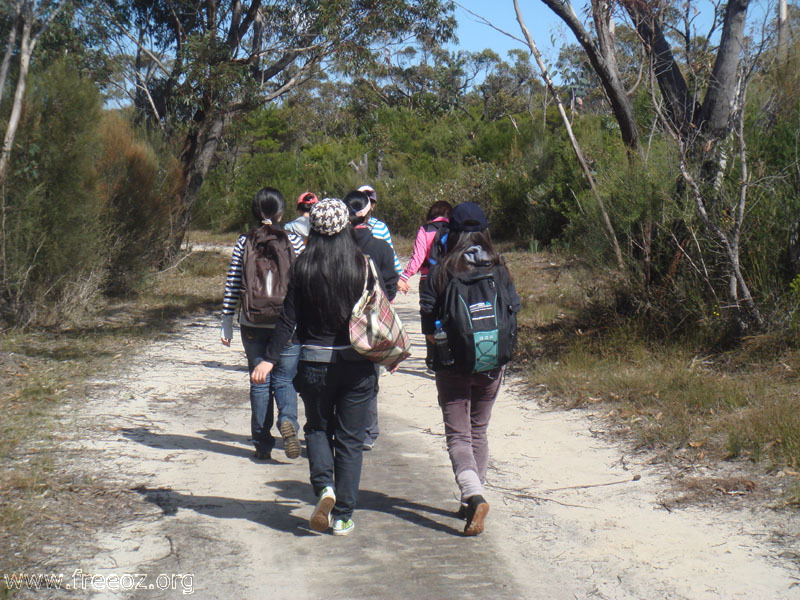 MMs like bushwalk h.JPG