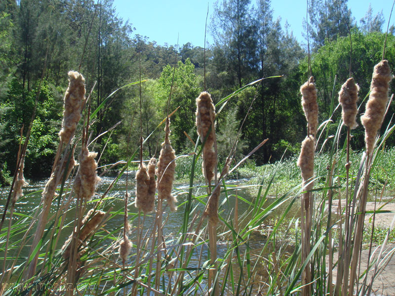 plants in river h.JPG