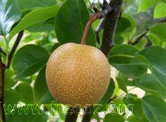nashi pear (WinCE).jpg
