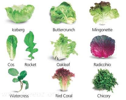 lettucegrp.jpg