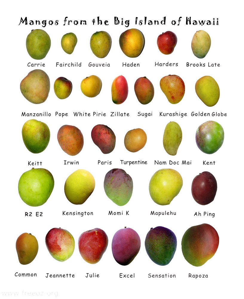 mango-types.jpg