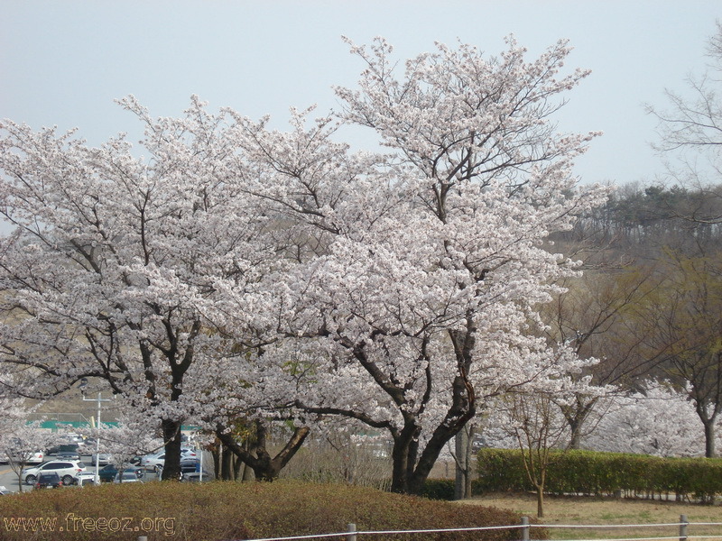 Cherry Blossom.JPG