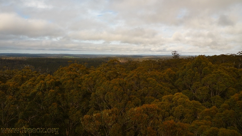 Top of tree view.JPG