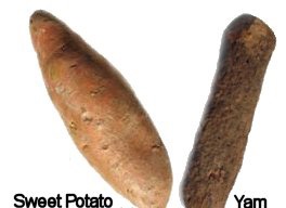 sweet-potato-yam.jpg