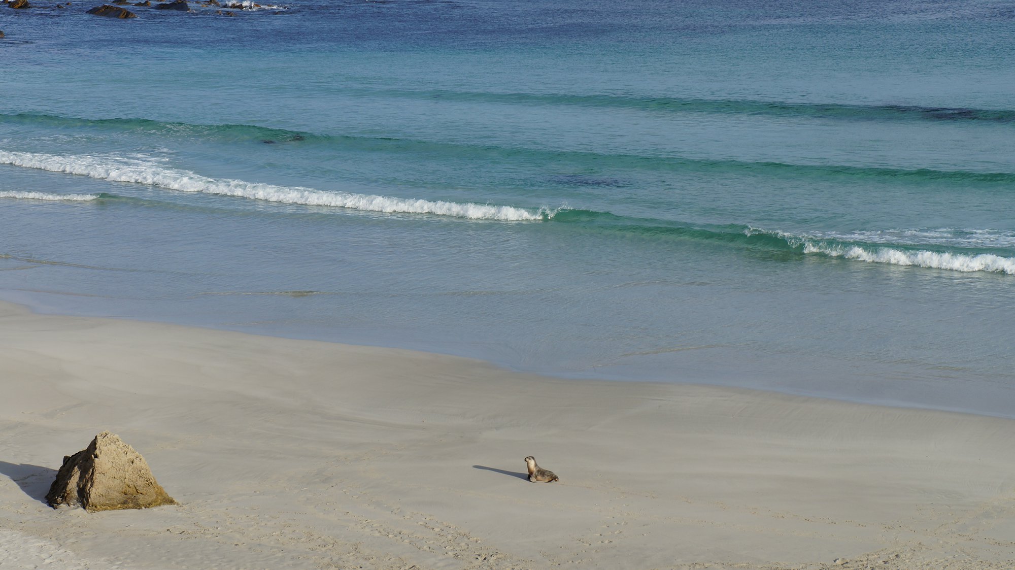 australia sea lion