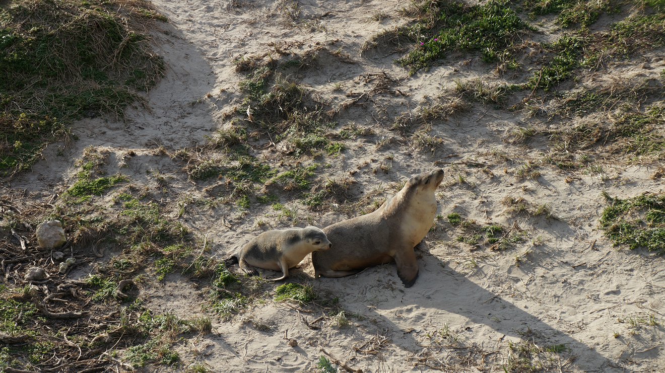 australia sea lion