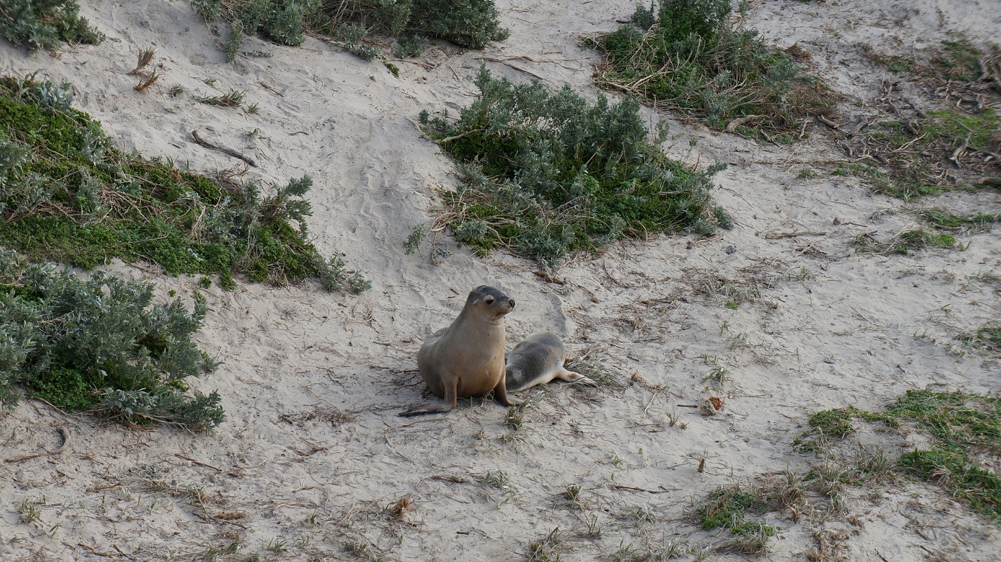 australia sea lion