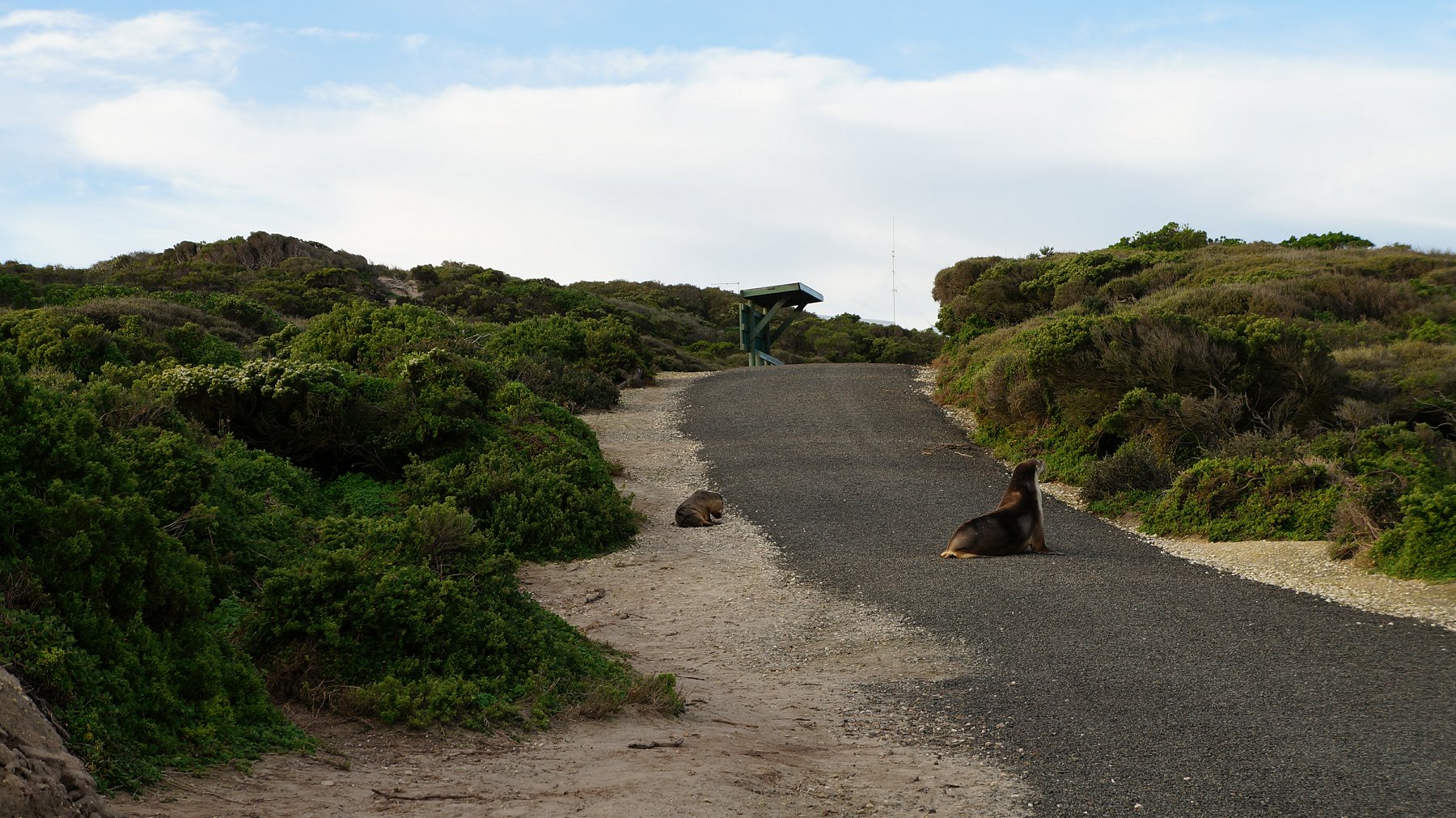 australia sea lion