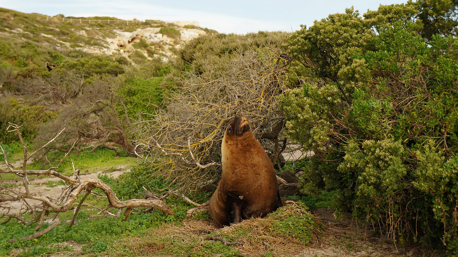 australia sea lion