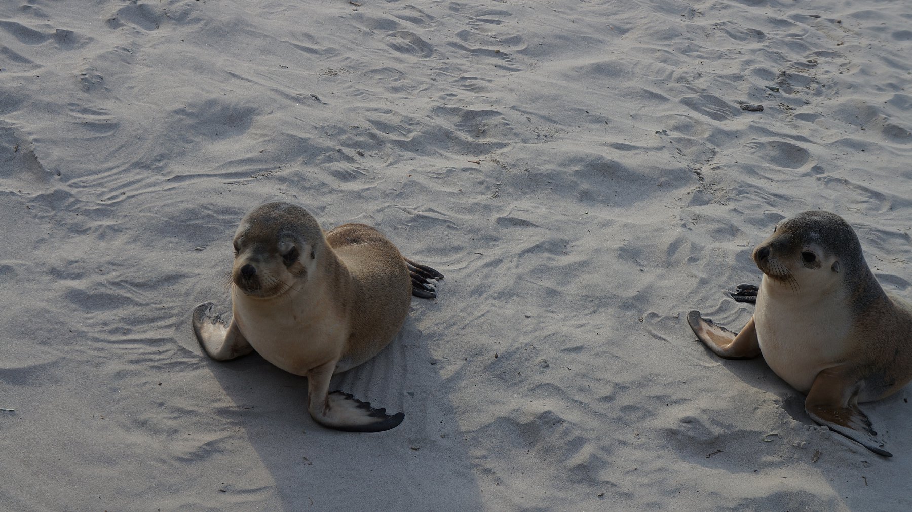 australia sea lion